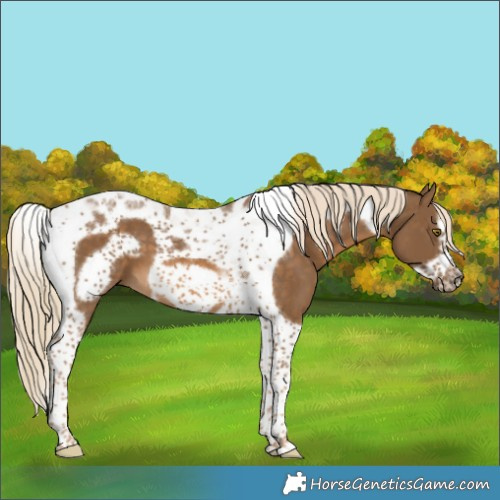 Horse Color:Chocolate Palomino Tobiano Frame 