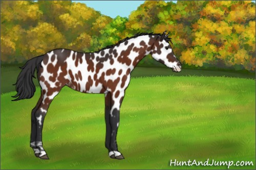 Horse Color:Brown Appaloosa 