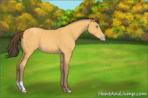 Horse Color:Amber Cream Champagne 