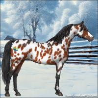 Horse Color:Bay Appaloosa 