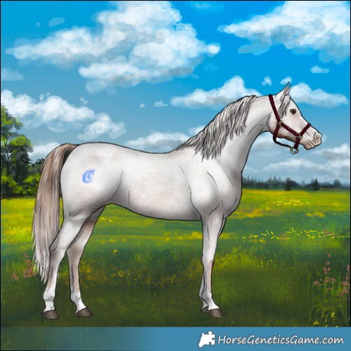 Horse Color:Chestnut Appaloosa 