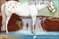 Horse Color:Gold Champagne Appaloosa 