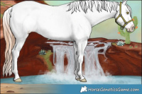 Horse Color:Gold Champagne Appaloosa 