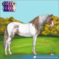 Horse Color:Red Roan Tobiano Frame 