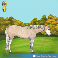 Horse Color:Silver Buckskin Roan Splash