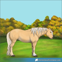 Horse Color:Palomino