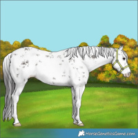Horse Color:White Spotted Smoky Grullo Sabino 