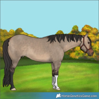 Horse Color:Bay Dun 