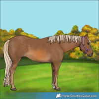 Horse Color:Chocolate Palomino 