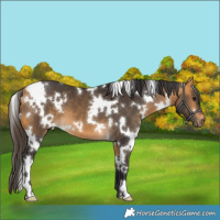 Horse Color:White Spotted Buckskin 