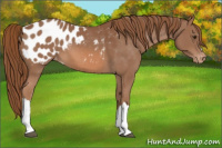 Horse Color:Chestnut Appaloosa 