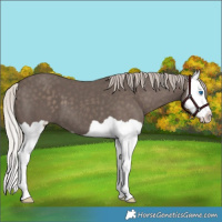Horse Color:Silver Black Splash