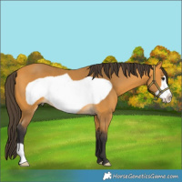 Horse Color:Buckskin Frame 