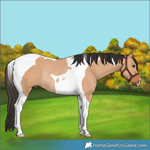 Horse Color:Bay Dun Tobiano Rabicano 