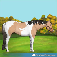 Horse Color:Bay Dun Tobiano Rabicano 