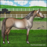 Horse Color:Gray Red Dun 