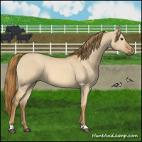 Horse Color:Red Dun Rabicano 
