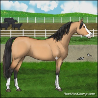 Horse Color:Bay Dun Splash 