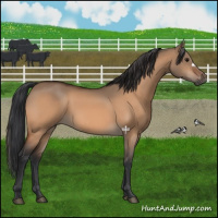 Horse Color:Bay Dun 