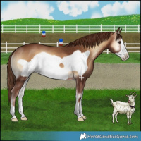 Horse Color:Red Onyx Frame