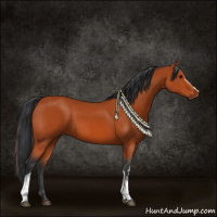 Horse Color:White Spotted Bay Sabino 