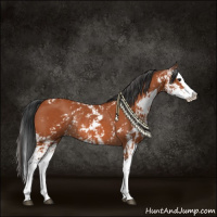 Horse Color:Bay Sabino Splash Rabicano