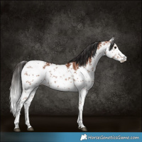 Horse Color:White Spotted Bay Sabino