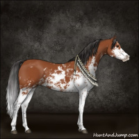 Horse Color:Bay Sabino 