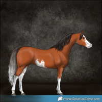 Horse Color:White Spotted Bay Rabicano 