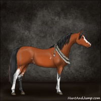 Horse Color:White Spotted Bay 