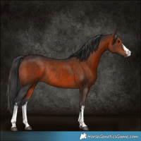 Horse Color:White Spotted Brown Rabicano