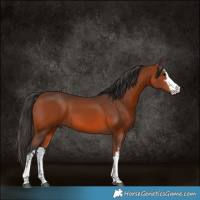 Horse Color:White Spotted Bay 