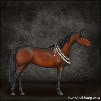 Horse Color:Bay Sabino