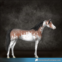 Horse Color:White Spotted Brown Sabino 