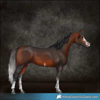 Horse Color:White Spotted Bay 