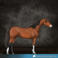 Horse Color:Bay Sabino Tobiano Rabicano 