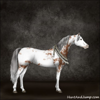 Horse Color:Bay Sabino