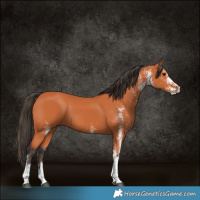 Horse Color:White Spotted Bay 