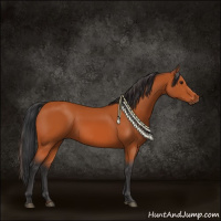 Horse Color:Bay Sabino 