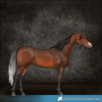 Horse Color:Bay Sabino Rabicano