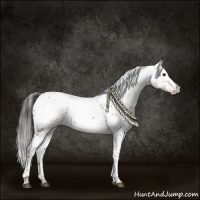 Horse Color:White Spotted Bay Rabicano 
