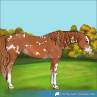 Horse Color:White Spotted Chestnut Splash 