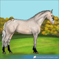 Horse Color:White Spotted Silver Buckskin Varnish 