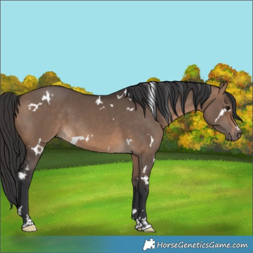 Horse Color:White Spotted Brown Dun 