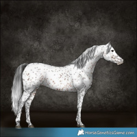 Horse Color:Bay Sabino Rabicano