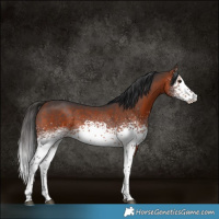 Horse Color:White Spotted Bay Sabino Rabicano 