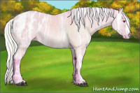 Horse Color:Watercolor Silver Grullo Chinchilla Ice Appaloosa Rabicano 
