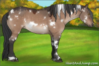 Horse Color:White Spotted Brown Dun Mushroom