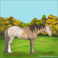 Horse Color:Sable Cream Champagne 