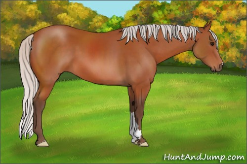 Horse Color:Silver Bay 